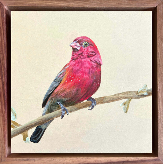 Colorful bird painting on a textured beige background with a wooden frame. International shipping, birders, bird artist, detail art birds, bird commissions, bird paintings