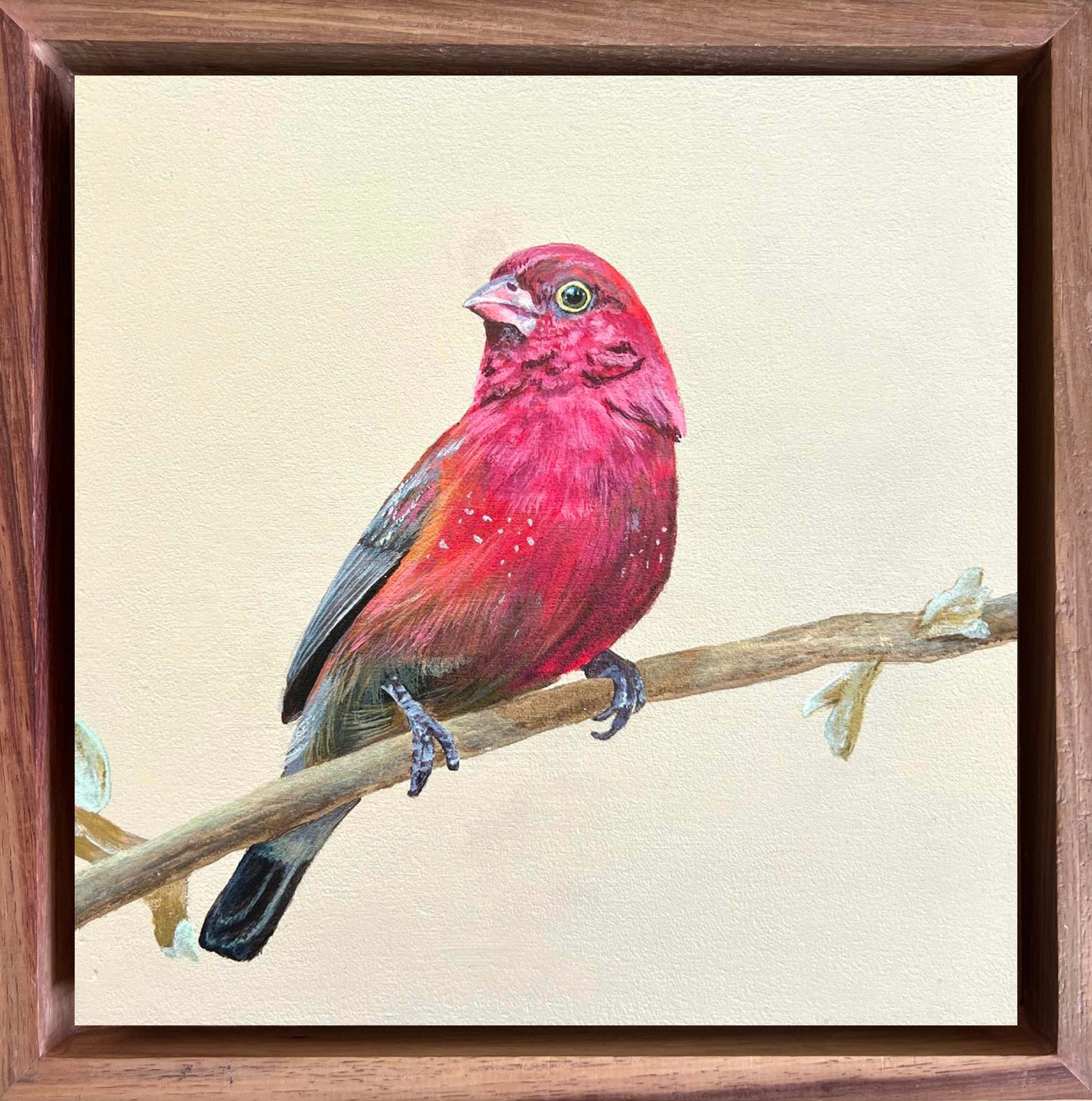Red-billed Firefinch - Bird Painting