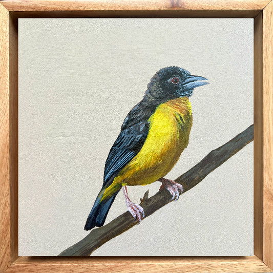 Dark-backed Weaver - Bird Painting