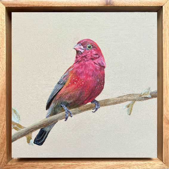 Red-billed Firefinch - Bird Painting