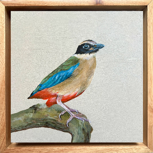 African Pitta - Bird Painting