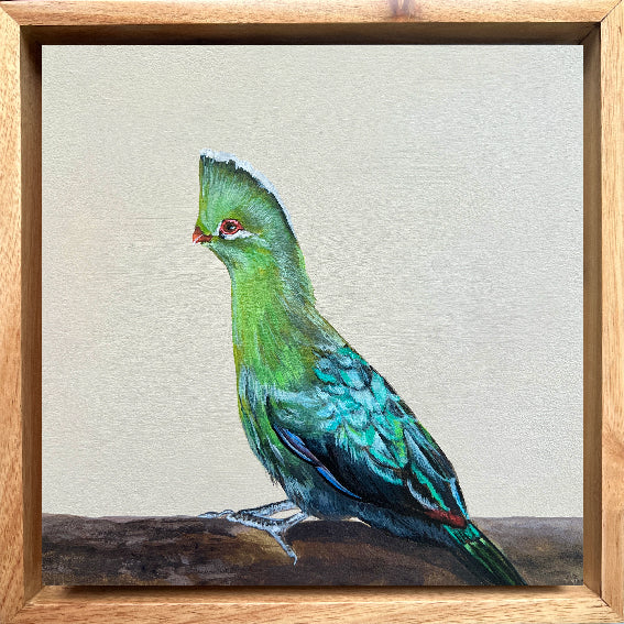 Knysna Turaco - Bird Painting