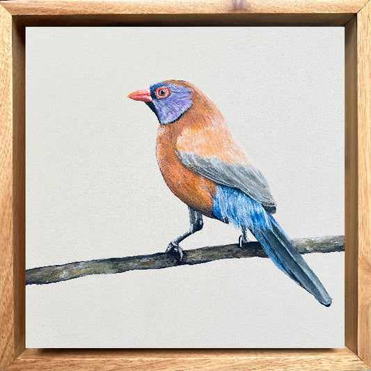 Voilet-eared Waxbill - Bird Painting