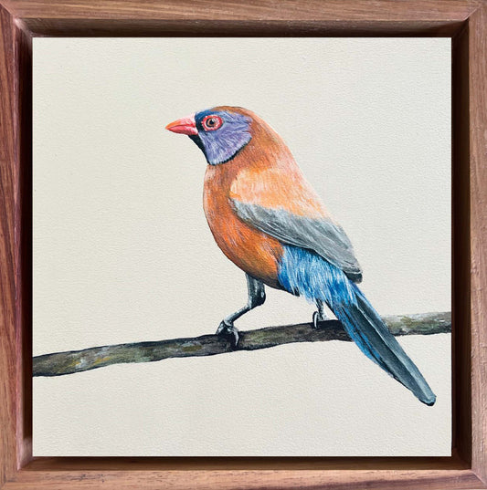 Colorful bird painting on a textured beige background with a wooden frame. International shipping, birders, bird artist, detail art birds, bird commissions, bird paintings