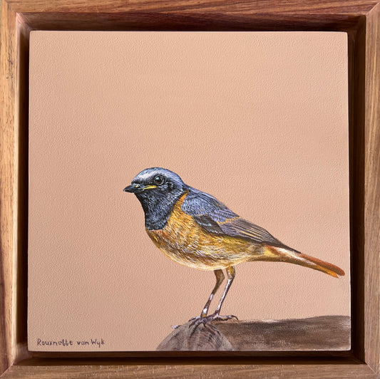 Common Redstart - Bird Painting